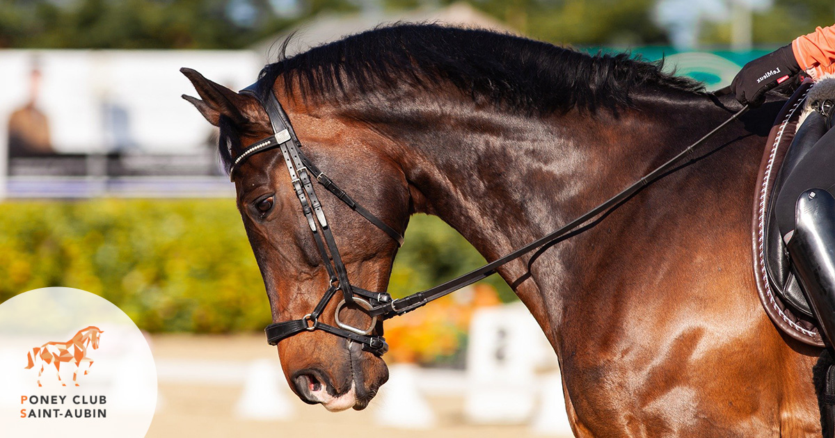 Cours particuliers d’équitation au Pian-Médoc : PONEY CLUB DE SAINT-AUBIN