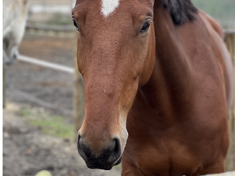 Poney Club De Saint Aubin Poney Club Saint Aubin De Medoc Realisations 18