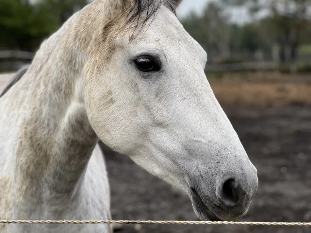 Poney Club De Saint Aubin Club Equestre A Saint Aubin De Medoc Location De Chevaux 2